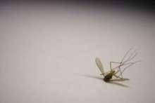 Choroby przenoszone przez komary